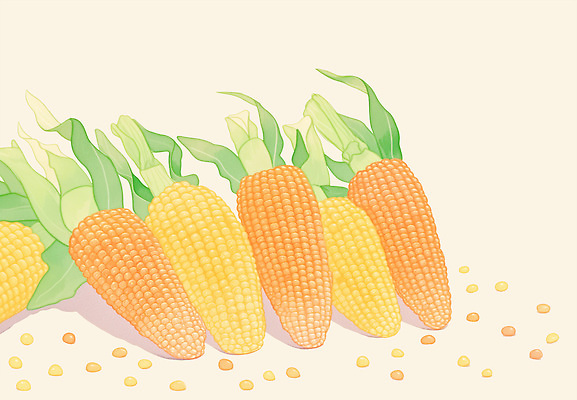 PSD 음식 컬러 백그라운드 농업 채소 일러스트 재료 자연 건강 옥수수 요리 여름 농작물 신선 시장 일렬 비타민 원산지 국내일러스트 계절 산업 곡류 생태계 영양소 파일형식