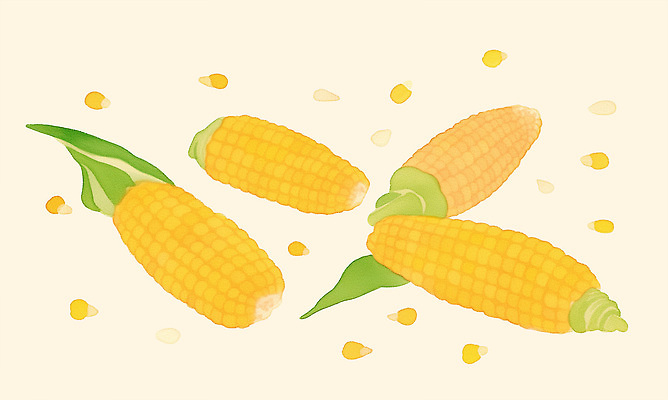 PSD 음식 잎 농업 채소 일러스트 식재료 자연 건강 옥수수 여름 농작물 노란색 수확 신선 맛 낟알 먹거리 수확철 국내일러스트 식물 계절 산업 컬러 컨셉 곡류 생태계 파일형식