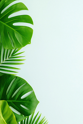 JPG 식물 편집이미지 라이프스타일 디자인 백그라운드 잎 자연 장식 초록색 환경 공간 상쾌 뷰티풀 이국적 편집실사 AI포토 AI콘텐츠 감정 컬러 생활 CG 생태계 파일형식