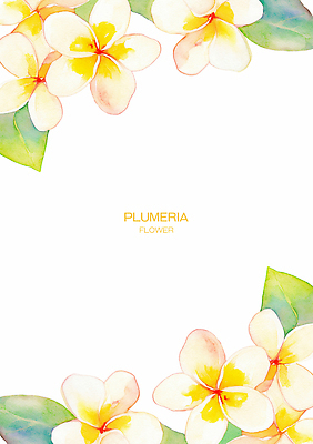 PSD 디자인 꽃잎 꽃 예술 컬러 백그라운드 일러스트 자연 수채화 장식 흰색 우아함 화사함 플루메리아 뷰티풀 소프트 국내일러스트 식물 컨셉 생태계 파일형식