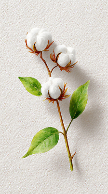 JPG 식물 편집이미지 디자인 꽃 컬러 잎 자연 풍경 성장 원예 뷰티풀 편집실사 AI일러스트 AI콘텐츠 취미 CG 생태계 파일형식