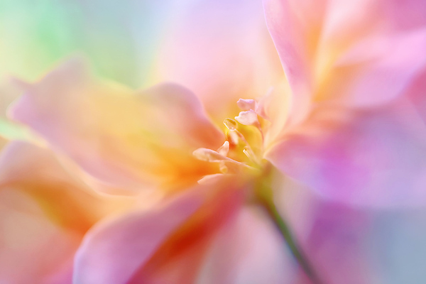 JPG 식물 편집이미지 계절 꽃잎 꽃 분홍색 컬러 자연 생명 근접촬영 노란색 꽃봉오리 생태계 뷰티풀 디테일 편집실사 AI포토 AI콘텐츠 뷰포인트 CG 파일형식