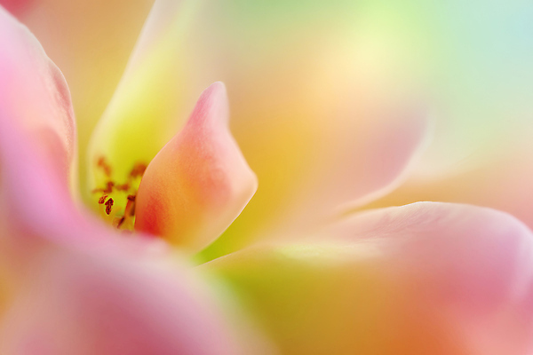 JPG 식물 편집이미지 꽃잎 꽃 컬러 꽃다발 백그라운드 자연 조명 햇빛 봄 파스텔 만개 뷰티풀 생동감 편집실사 AI포토 AI콘텐츠 계절 학용품 태양 CG 생태계 파일형식