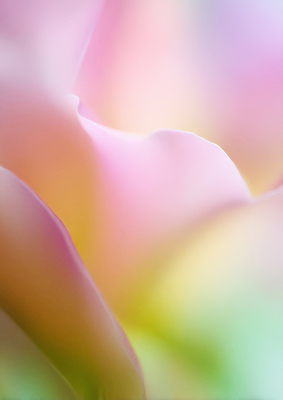 JPG 식물 편집이미지 꽃잎 꽃 컬러 자연 생명 추상 풍경 감각 질감 부드러움 뷰티풀 편집실사 AI포토 AI콘텐츠 무늬 CG 생태계 파일형식