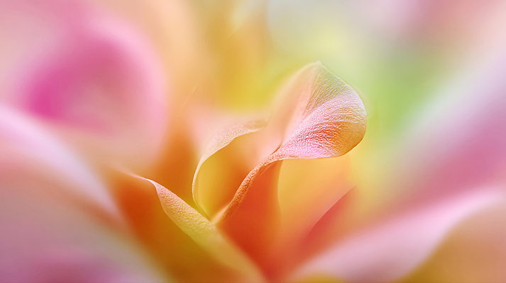 JPG 모양 식물 편집이미지 꽃잎 꽃 컬러 자연 생명 빛 장미 정원 감각 부드러움 조화 뷰티풀 편집실사 AI포토 AI콘텐츠 CG 생태계 파일형식