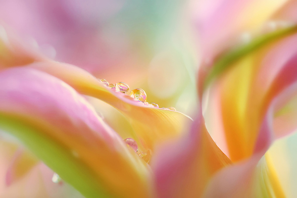 JPG 식물 편집이미지 꽃잎 꽃 컬러 꽃다발 잎 자연 여름 반짝임 햇빛 물방울 조화 뷰티풀 순간 편집실사 AI포토 AI콘텐츠 계절 모션 태양 CG 생태계 파일형식