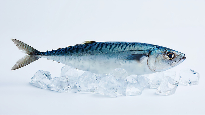 JPG 편집이미지 바다 식재료 생명 어류 요리 얼음 해물요리 신선 맛 해산물 고등어 비늘 편집실사 AI포토 AI콘텐츠 자연요소 음식 컨셉 수중동물 CG 파일형식