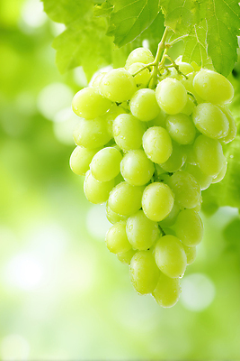 JPG 나무 식물 편집이미지 행복 과일 자연 포도 풍경 초록색 여름 햇빛 농장 수확 신선 청포도 편집실사 AI포토 AI콘텐츠 계절 감정 컬러 농업 태양 CG 생태계 파일형식