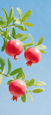 JPG 식물 편집이미지 열매 농업 과일 자연 여름 정원 석류 밝은색 석류나무 편집실사 AI일러스트 AI콘텐츠 나무 계절 산업 CG 생태계 파일형식