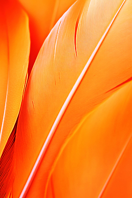 JPG 편집이미지 컬러 패턴 자연 조명 세부 촬영 주황색 깃털 질감 뷰티풀 편집실사 AI포토 AI콘텐츠 무늬 필리핀 CG 생태계 파일형식