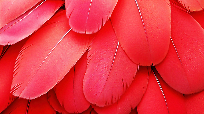 JPG 동물 편집이미지 컬러 패턴 자연 생물 장식 빨간색 깃털 생태계 질감 조화 뷰티풀 디테일 편집실사 AI포토 AI콘텐츠 무늬 CG 파일형식