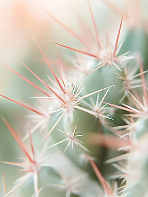 JPG 식물 편집이미지 컬러 자연 생명 선인장 근접촬영 물 환경 흙 성장 관찰 가시 생태계 디테일 편집실사 AI포토 AI콘텐츠 자연요소 뷰포인트 모션 CG 파일형식