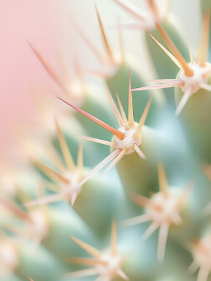 JPG 식물 편집이미지 분홍색 컬러 백그라운드 자연 선인장 근접촬영 초록색 촬영 가시 질감 뷰티풀 디테일 편집실사 AI포토 AI콘텐츠 뷰포인트 CG 생태계 파일형식