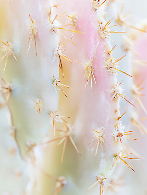 JPG 식물 편집이미지 컬러 자연 생명 아침 선인장 햇빛 가시 날카로움 광택 조화 뷰티풀 편집실사 AI포토 AI콘텐츠 주간 태양 CG 생태계 파일형식