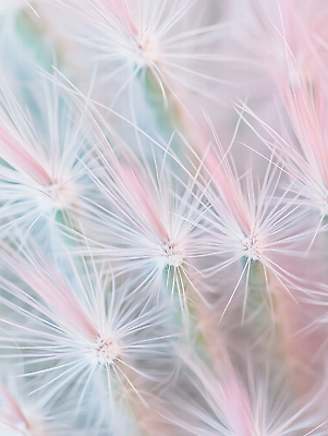 JPG 식물 편집이미지 분홍색 컬러 하늘색 자연 생명 선인장 사막 관찰 가시 생태계 뷰티풀 편집실사 AI포토 AI콘텐츠 모션 파란색 CG 파일형식