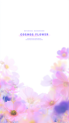모양 PSD 식물 꽃 분홍색 컬러 백그라운드 일러스트 자연 생명 풍경 장식 보라색 봄 자유 순수 입체 코스모스 부드러움 화사함 조화 뷰티풀 국내일러스트 계절 컨셉 감각 생태계 파일형식