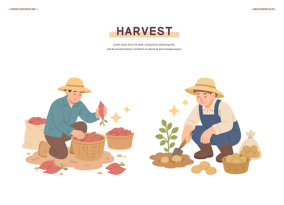 식물 전통 농업 채소 일러스트 자연 날씨 감자 일상 여름 농작물 농장 농사 흙 수확 작업 농부 수확철 일손 국내일러스트 AI파일 직업 계절 산업 라이프 생태계 파일형식 벡터