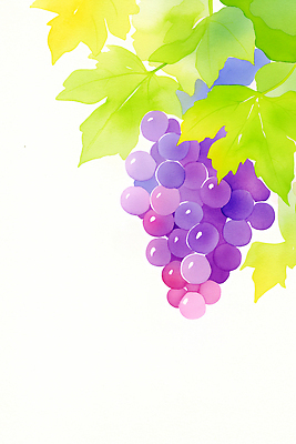 JPG 디자인 음료 예술 잎 농업 과일 일러스트 자연 포도 그래픽 여름 농작물 보라색 원근감 수확 신선 색감 아기자기 국내일러스트 AI일러스트 AI콘텐츠 식물 계절 산업 뷰포인트 컬러 컨셉 생태계 파일형식