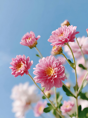 JPG 식물 편집이미지 꽃 분홍색 컬러 꽃밭 자연 하늘 생명 국화 풍경 정원 촬영 봄 식물원 뷰티풀 편집실사 AI포토 AI콘텐츠 계절 CG 생태계 파일형식