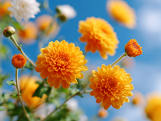 JPG 식물 편집이미지 계절 꽃 자연 하늘 국화 풍경 야외 빛 노란색 꽃병 가을 원예 뷰티풀 편집실사 AI포토 AI콘텐츠 컬러 취미 CG 생태계 파일형식