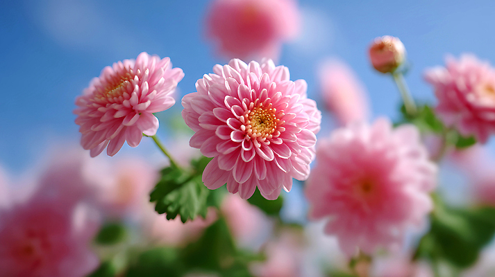JPG 식물 편집이미지 꽃 분홍색 자연 하늘 생명 바람 국화 풍경 태양 정원 봄 화사함 뷰티풀 편집실사 AI포토 AI콘텐츠 자연요소 계절 컬러 컨셉 날씨 CG 생태계 파일형식
