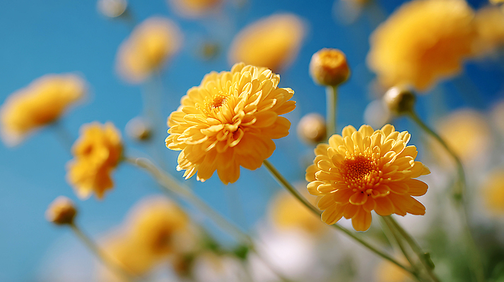 JPG 식물 편집이미지 꽃 화초 자연 생명 국화 풍경 초원 여름 햇빛 소풍 노란색 만개 뷰티풀 편집실사 AI포토 AI콘텐츠 계절 컬러 태양 야외활동 CG 생태계 파일형식