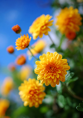 JPG 식물 편집이미지 계절 꽃 화초 자연 하늘 풍경 일상 햇빛 정원 만개 뷰티풀 편집실사 AI포토 AI콘텐츠 라이프 태양 CG 생태계 파일형식