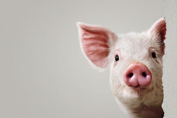 JPG 동물 편집이미지 벽 백그라운드 자연 생명 조명 농장 귀여움 회색 돼지 특징 편집실사 AI포토 AI콘텐츠 컬러 컨셉 농업 포유류 CG 생태계 파일형식