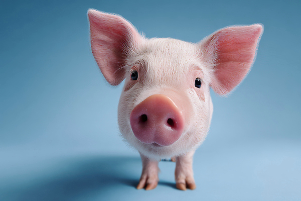 JPG 동물 편집이미지 생명 표정 촬영 가축 눈 돼지 호기심 파란배경 귀 생동감 아기돼지 편집실사 AI포토 AI콘텐츠 자연요소 감정 새끼 백그라운드 컨셉 포유류 날씨 신체부위 파란색 CG 파일형식