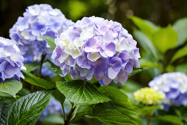 JPG 식물 편집이미지 꽃 화초 단풍 꽃밭 자연 여름 햇빛 정원 보라색 식물원 수국 뷰티풀 편집실사 AI포토 AI콘텐츠 계절 컬러 잎 태양 CG 생태계 파일형식