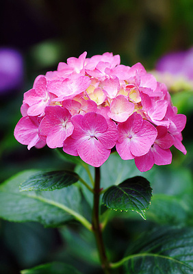 JPG 식물 편집이미지 꽃 분홍색 컬러 잎 자연 생명 정원 성장 원예 수국 조화 뷰티풀 편집실사 AI포토 AI콘텐츠 취미 CG 생태계 파일형식