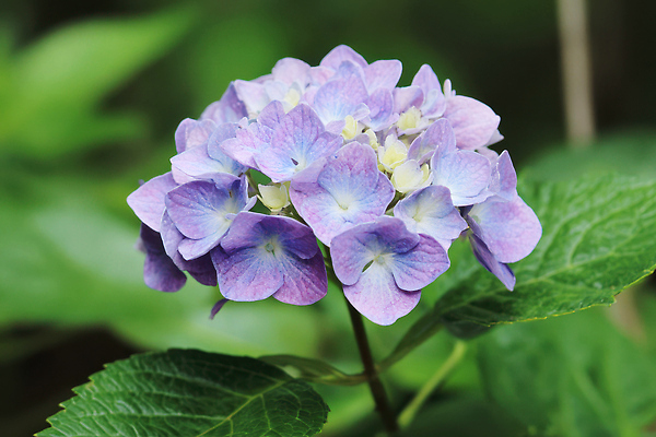 JPG 식물 편집이미지 꽃 화초 잎 자연 풍경 초록색 여름 햇빛 정원 보라색 들꽃 수국 뷰티풀 편집실사 AI포토 AI콘텐츠 계절 컬러 태양 CG 생태계 파일형식