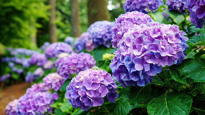 JPG 식물 편집이미지 꽃 여행 자연 풍경 초록색 여름 정원 보라색 산책로 숲 화사함 수국 만개 뷰티풀 편집실사 AI포토 AI콘텐츠 계절 길 컬러 컨셉 CG 생태계 파일형식