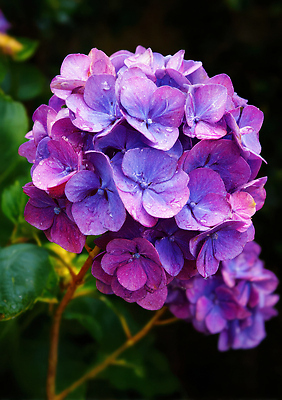 JPG 식물 편집이미지 꽃 화초 분홍색 잎 자연 생명 풍경 여름 정원 보라색 수국 뷰티풀 청명 편집실사 AI포토 AI콘텐츠 계절 컬러 CG 생태계 파일형식