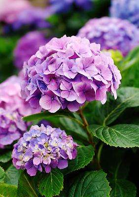 JPG 식물 편집이미지 꽃 분홍색 잎 꽃밭 자연 풍경 여름 정원 보라색 수국 조화 만개 뷰티풀 편집실사 AI포토 AI콘텐츠 계절 컬러 CG 생태계 파일형식