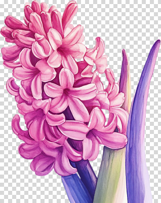 식물 계절 꽃 컬러 생태계 냄새 파일형식 히아신스 분홍색 봄 잎 자태 꽃잎 화초 자연 뷰티풀 생명 향기 편집이미지 PNG