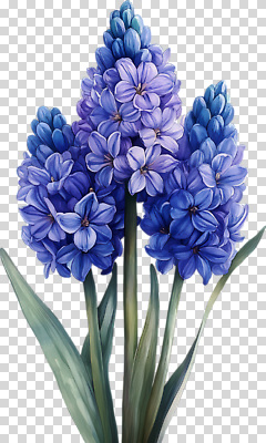 식물 계절 꽃 컬러 생태계 냄새 파일형식 히아신스 보라색 봄 자연 식물원 생명 뷰티풀 화초 꽃다발 잎 향기 정원 편집이미지 PNG