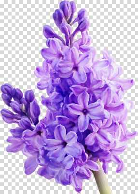 식물 계절 꽃 컬러 취미 생태계 냄새 파일형식 리라 보라색 자연 봄 향기 뷰티풀 꽃다발 잎 성장 원예 조화 편집이미지 PNG