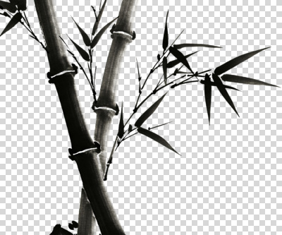 모양 식물 편집이미지 디자인 아시아 백그라운드 잎 자연 생명 검은색 에너지 나뭇가지 우아함 대나무 PNG 뷰티풀 나무 나라 컬러 컨셉 생태계 파일형식