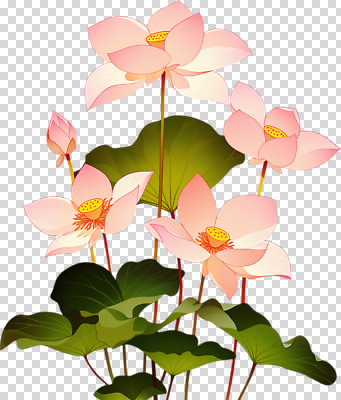 식물 편집이미지 꽃잎 꽃 잎 자연 연꽃 초록색 여름 햇빛 정원 수중식물 꽃봉오리 화사함 PNG 만개 계절 컬러 컨셉 빛 생태계 파일형식