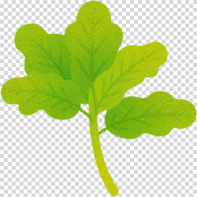 편집이미지 잎 채소 자연 식탁 건강 요리 농장 식사 샐러드 신선 맛 상추 유기농 비타민 PNG 식물 웰빙 음식 컨셉 농업 탁자 생태계 영양소 파일형식