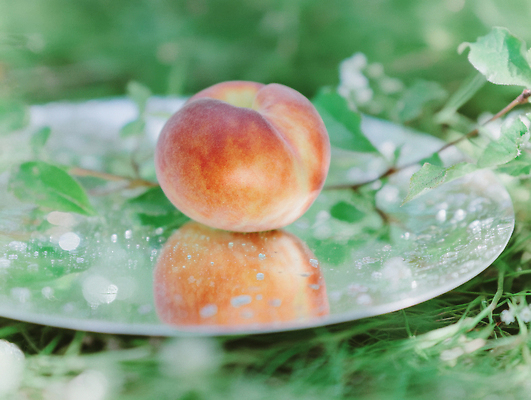 JPG 식물 편집이미지 잎 과일 자연 잔디 여름 빛 반사 소풍 정원 고요 유기농 복숭아 수목 청정 편집실사 AI포토 AI콘텐츠 웰빙 계절 야외활동 CG 생태계 파일형식