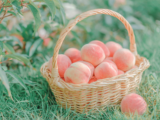 JPG 식물 편집이미지 과일 자연 잔디 여름 햇빛 농장 바구니 귀여움 정원 수확 신선 과수원 과일나무 복숭아 편집실사 AI포토 AI콘텐츠 나무 계절 컨셉 농업 태양 CG 생태계 파일형식