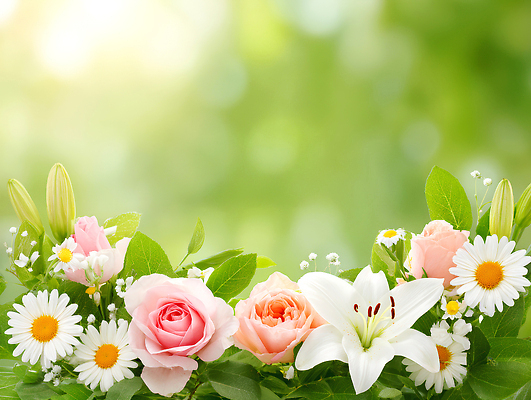 JPG 식물 편집이미지 꽃 컬러 자연 풍경 여름 햇빛 장미 봄 신선 데이지 조화 뷰티풀 편집실사 AI포토 AI콘텐츠 계절 태양 CG 생태계 파일형식