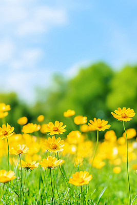 JPG 식물 편집이미지 꽃 자연 풍경 초원 여름 햇빛 노란색 습기 뷰티풀 생동감 편집실사 AI포토 AI콘텐츠 계절 컬러 태양 CG 생태계 파일형식