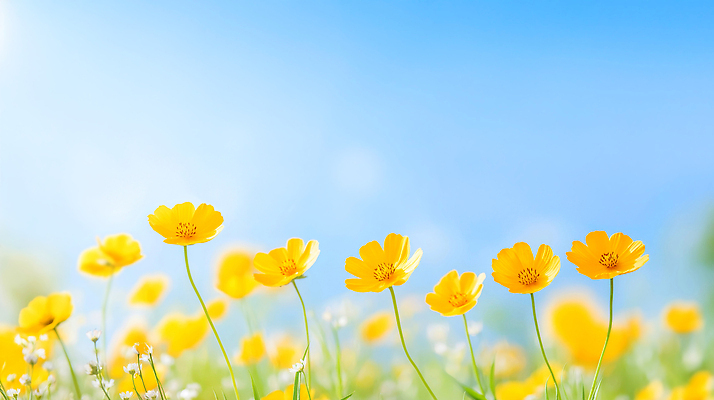 JPG 식물 편집이미지 자연 생명 풍경 햇빛 봄 들꽃 화사함 만개 뷰티풀 편집실사 AI포토 AI콘텐츠 계절 꽃 컨셉 태양 CG 생태계 파일형식