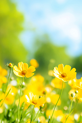 JPG 편집이미지 꽃밭 자연 초원 햇빛 봄 들꽃 꽃구경 색채 편집실사 AI포토 AI콘텐츠 계절 꽃 태양 CG 생태계 파일형식