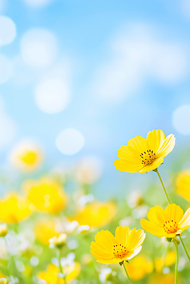 JPG 편집이미지 꽃 행복 꽃밭 자연 생명 풍경 초원 햇빛 정원 봄 뷰티풀 편집실사 AI포토 AI콘텐츠 식물 계절 감정 태양 CG 생태계 파일형식