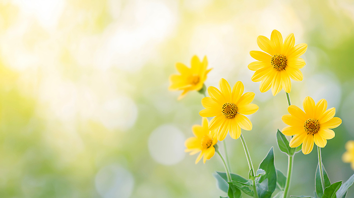 JPG 식물 편집이미지 꽃잎 꽃 자연 풍경 초록색 여름 햇빛 정원 만개 뷰티풀 생동감 편집실사 AI포토 AI콘텐츠 계절 컬러 태양 CG 생태계 파일형식
