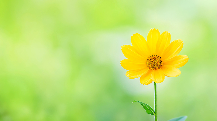 JPG 식물 편집이미지 꽃잎 꽃 자연 생명 여름 햇빛 노란색 환경 정원 성장 생태계 조화 뷰티풀 편집실사 AI포토 AI콘텐츠 계절 컬러 태양 CG 파일형식